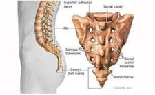 Kuyruk Sokumu Düşmesi Belirtileri ve Tedavisi
